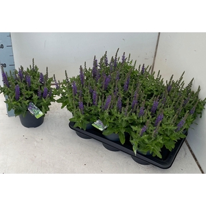 SALVIA NE OV
