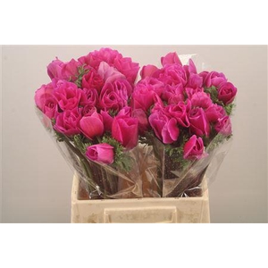 Anem Mistral Lila Super