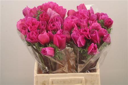 <h4>Anem Mistral Lila Super</h4>