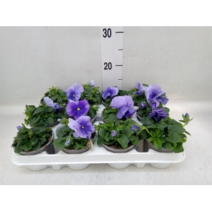 Viola wr. 'Flair Light Blue'