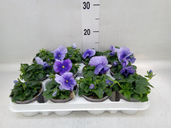 <h4>Viola wr. 'Flair Light Blue'</h4>