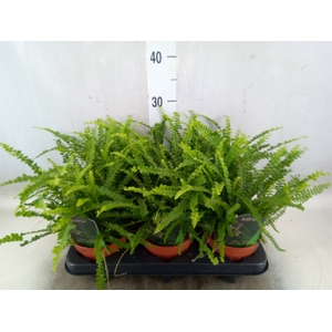Nephrolepis cord. 'Duffii'
