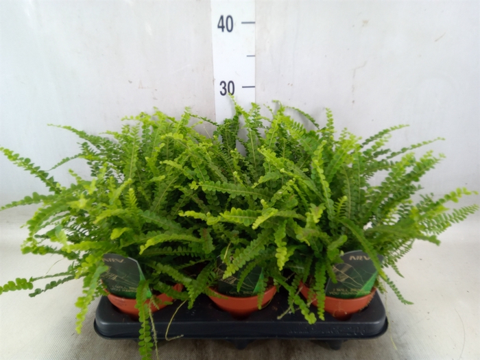 <h4>Nephrolepis cord. 'Duffii'</h4>