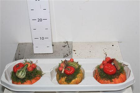 <h4>Cucurbita</h4>