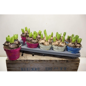 arr8 Hyacin Gem 3 Kl