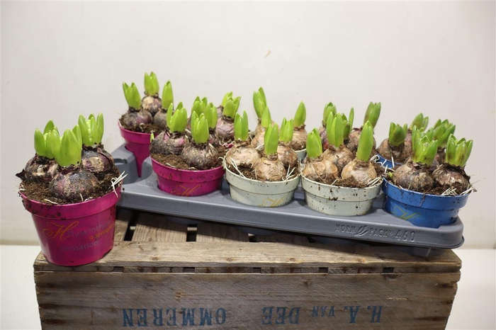 <h4>Hyacin Gem 3 Kl</h4>