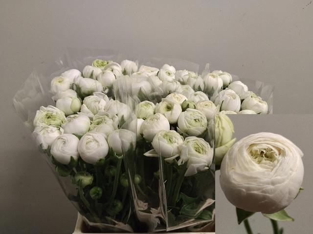 <h4>RAN AM WHITE</h4>