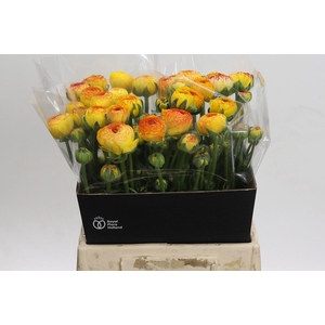 Ranunculus asiaticus 'Aazur Orange Stripes'