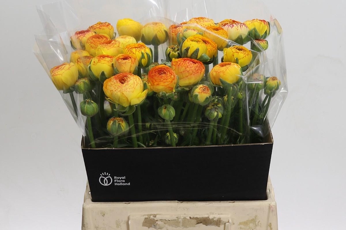 <h4>Ranunculus asiaticus 'Aazur Orange Stripes'</h4>