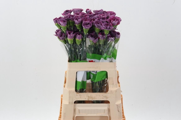 <h4>Di St Hypnosis 60cm</h4>