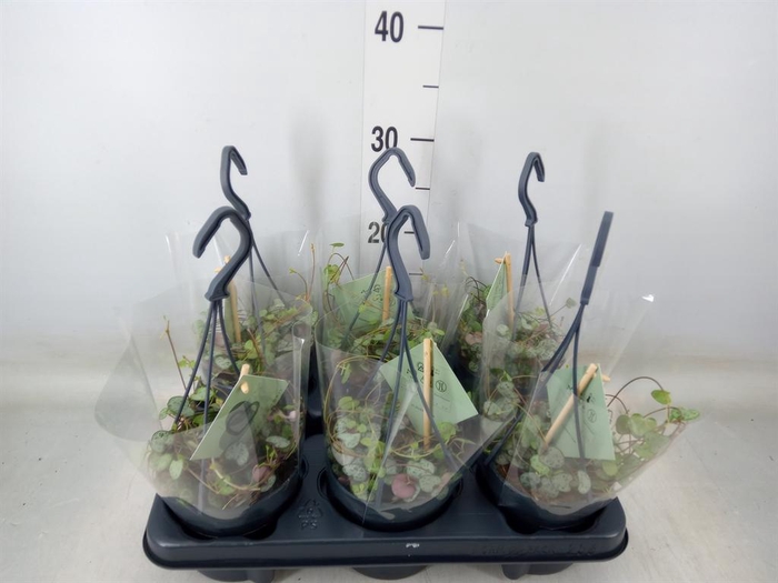 <h4>Ceropegia woodii ssp. woodii</h4>