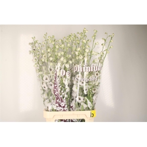 Delph El Dewi Spijker White Black Centre