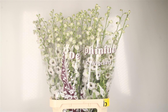 <h4>Delph El Dewi Spijker White Black Centre</h4>