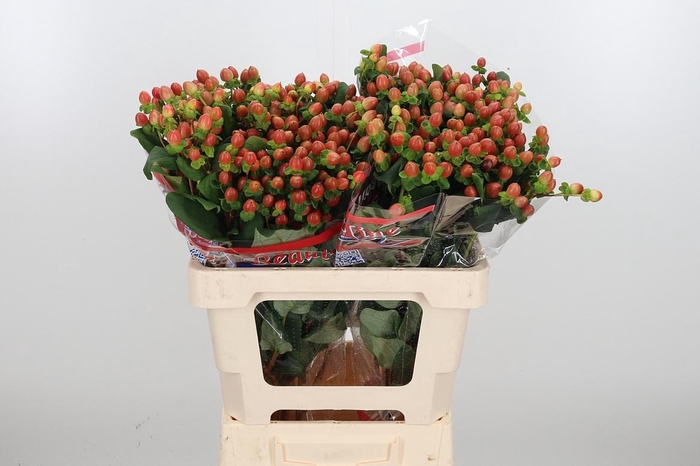 <h4>Hyp Globo Coral</h4>