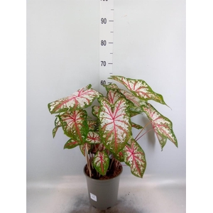 Caladium   ...