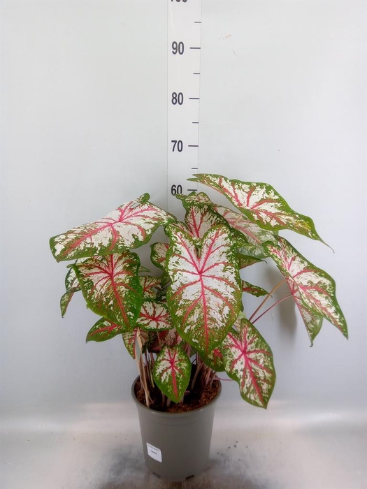<h4>Caladium   ...</h4>