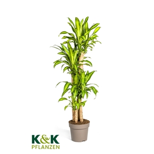 Dracaena fragrans Massangeana T30