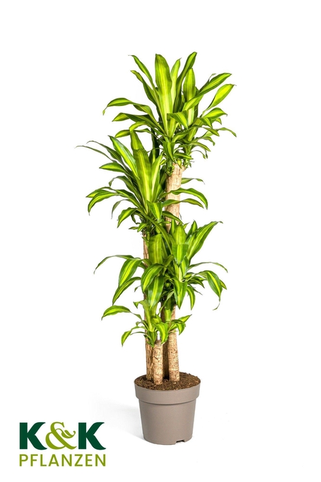 <h4>Dracaena fragrans Massangeana T30</h4>