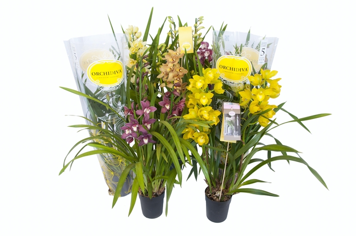 <h4>Cymbidium kleuren mix 3 tak</h4>