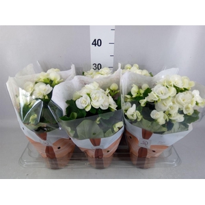 Begonia elat. HL 'Clara'