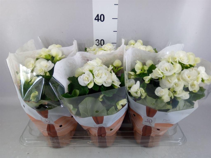 <h4>Begonia elat. HL 'Clara'</h4>