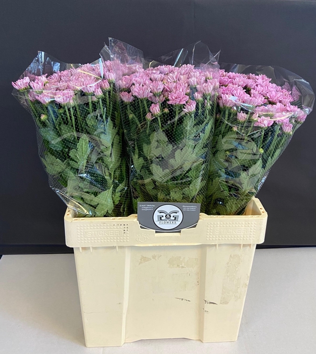 <h4>CHR T BALLER PINK</h4>