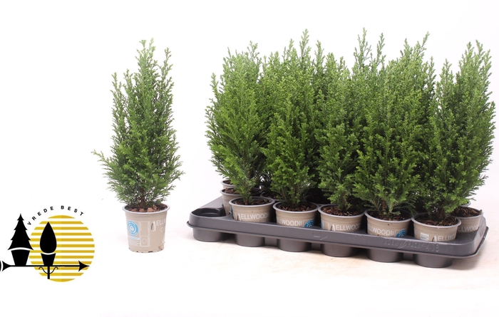 <h4>CHAM L ELLWOODII</h4>