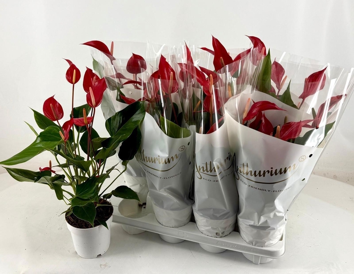 <h4>ANTHU AN OV</h4>