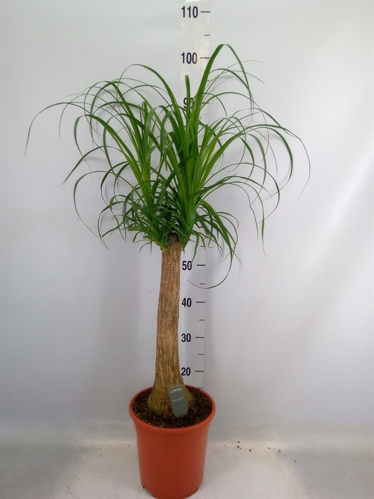 <h4>Beaucarnea recurvata</h4>