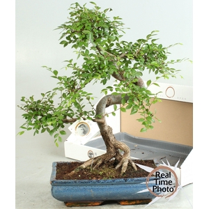 BONSAI GEM