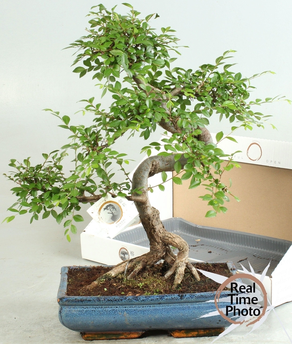 <h4>BONSAI GEM</h4>