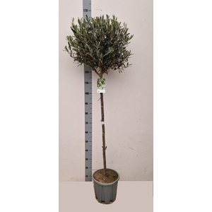 OLEA EUROPAEA