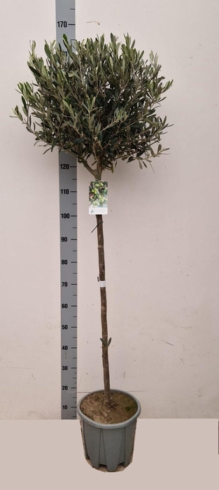 <h4>OLEA EUROPAEA</h4>