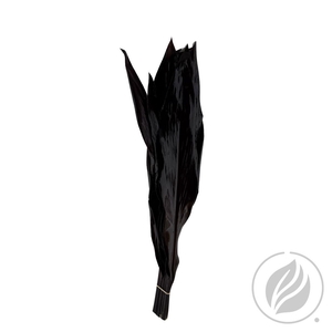 Cordyline Black Tie 80cm