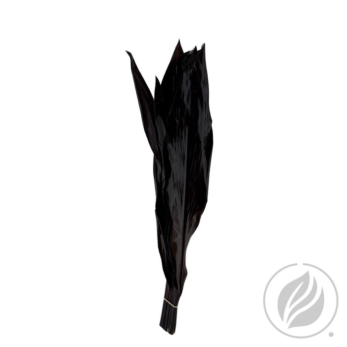 <h4>Cordyline Black Tie 80cm</h4>