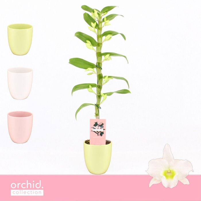 <h4>Dendrobium Nobilé, Apollon 1-spike in Lotte Mix 'Orchid Collection'</h4>
