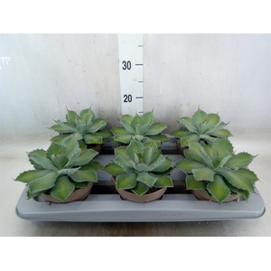 Agave   ...