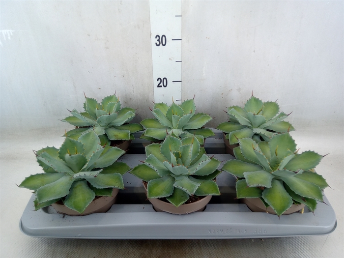 <h4>Agave   ...</h4>