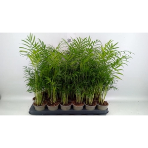 Chamaedorea elegans