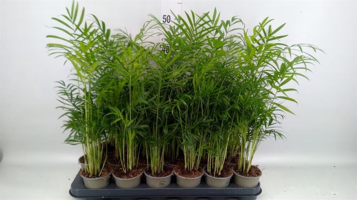 <h4>Chamaedorea elegans</h4>