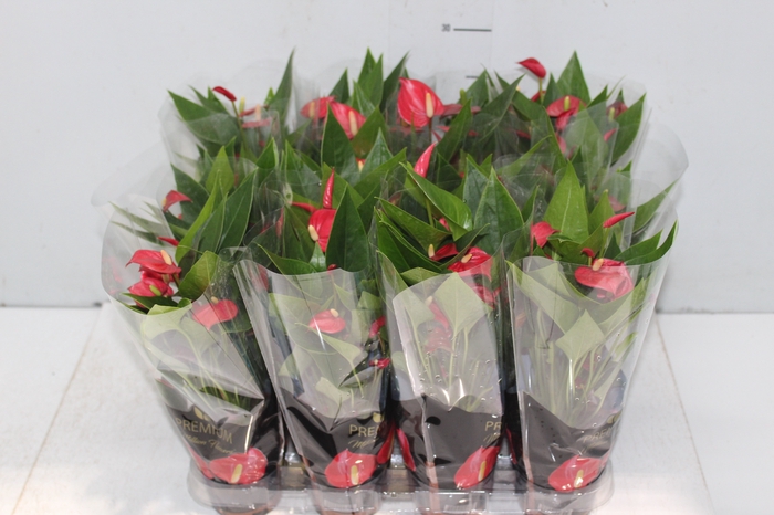 <h4>ANTHURIUM MINI MILLION FLOWERS P09</h4>