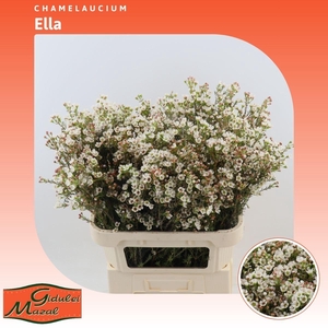 Chamelaucium Ella