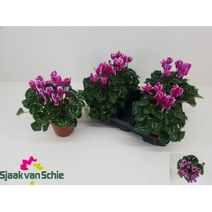 CYCL MD SUP ELEGANTE