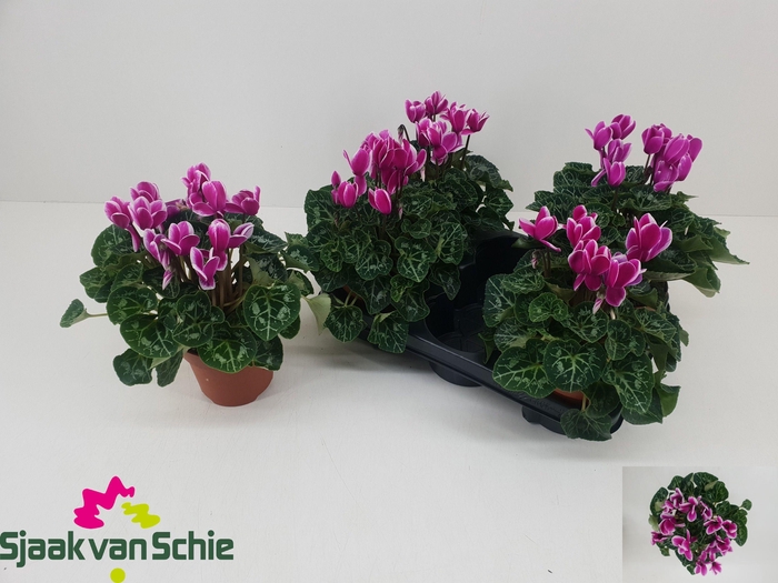 <h4>CYCL MD SUP ELEGANTE</h4>