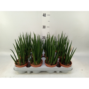 Sansevieria bacularis 'Mikado'