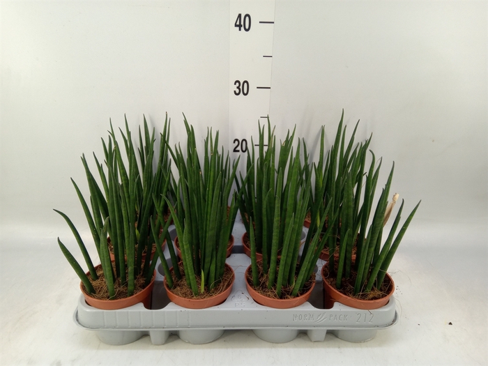 <h4>Sansevieria bacularis 'Mikado'</h4>