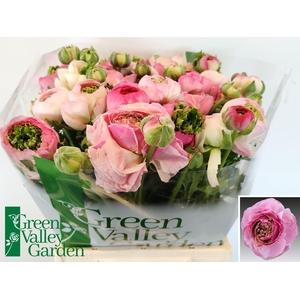 RANUNCULUS  'PORCELAINE'