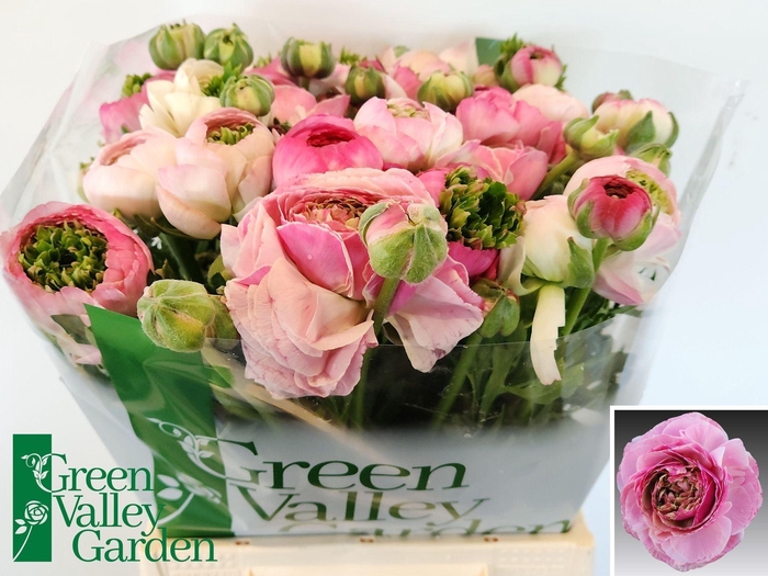 <h4>RANUNCULUS  'PORCELAINE'</h4>