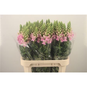 Antirrhinum Nl. Light Pink Legend