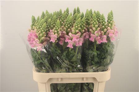 <h4>Antirrhinum Nl. Light Pink Legend</h4>